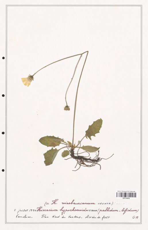 Hieracium hypochoeroides  (Asteraceae)