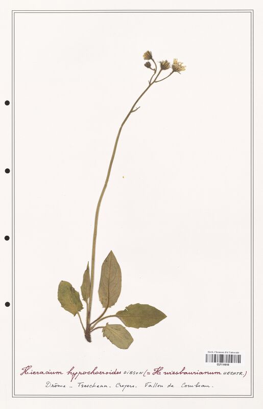 Hieracium hypochoeroides  (Asteraceae)