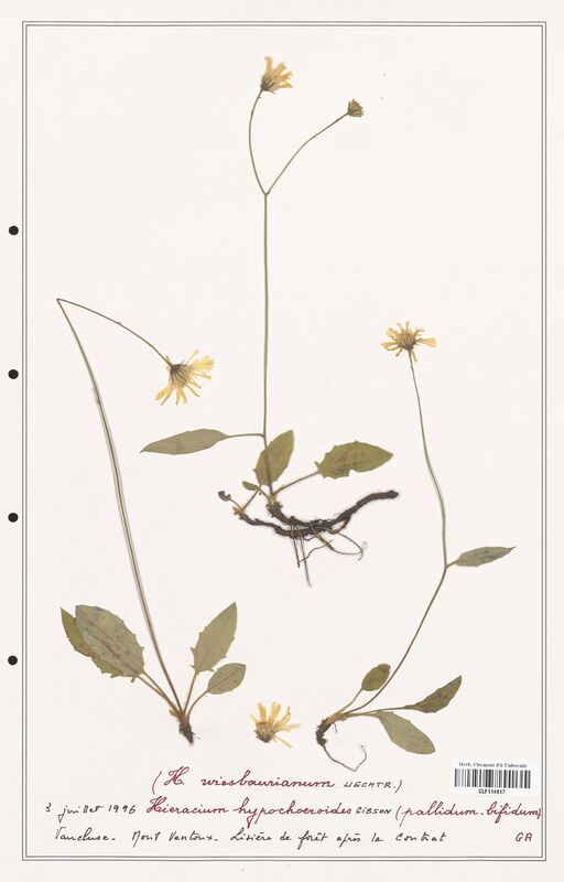 Hieracium hypochoeroides  (Asteraceae)