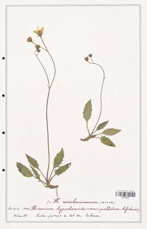 Hieracium hypochoeroides  (Asteraceae)