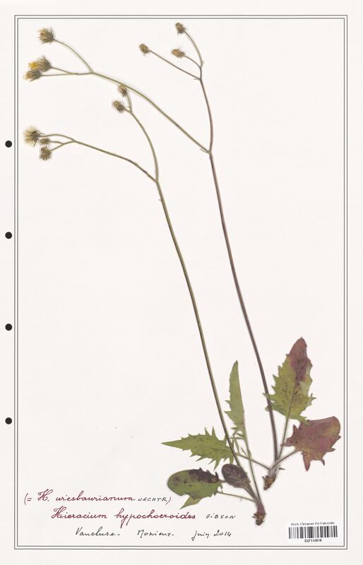 Hieracium hypochoeroides  (Asteraceae)