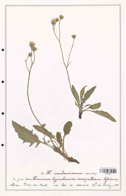 Hieracium hypochoeroides  (Asteraceae)