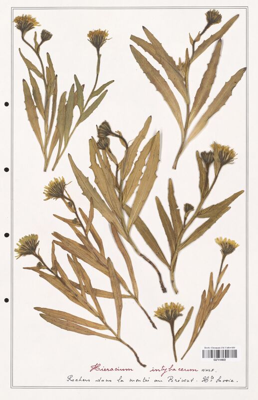 Hieracium intybaceum  (Asteraceae)