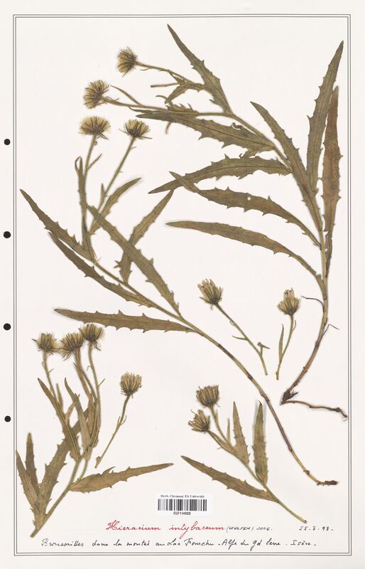 Hieracium intybaceum  (Asteraceae)