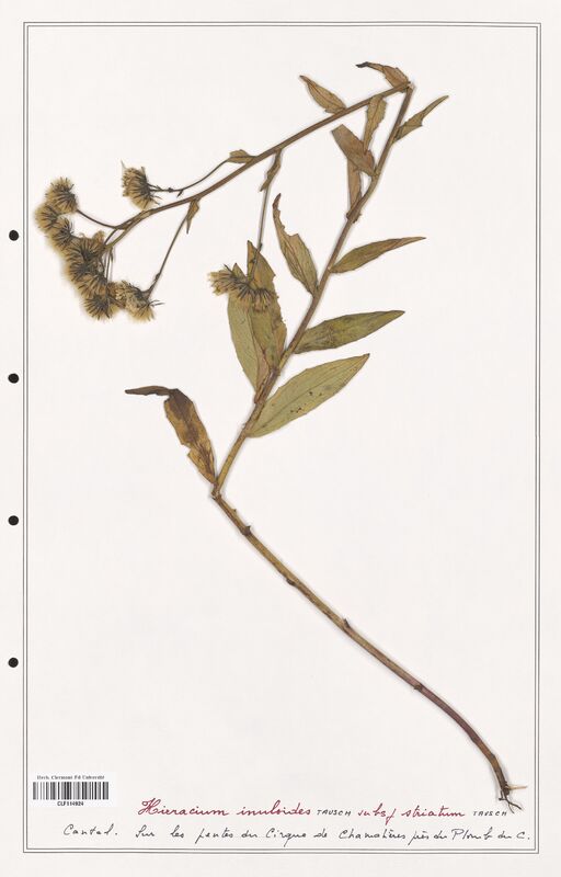 Hieracium inuloides  (Asteraceae)