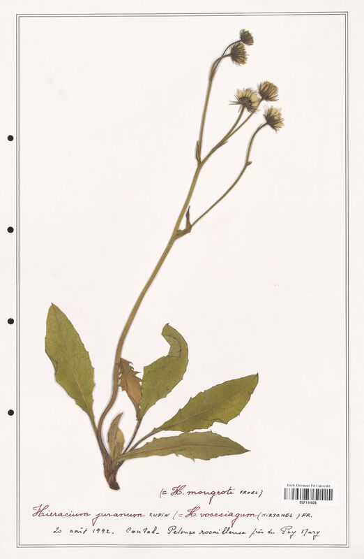 Hieracium juranum  (Asteraceae)