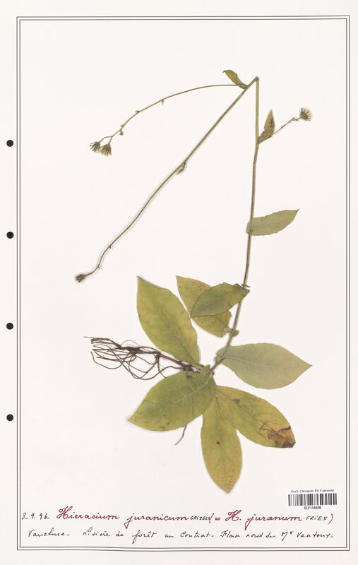 Hieracium juranicum  (Asteraceae)