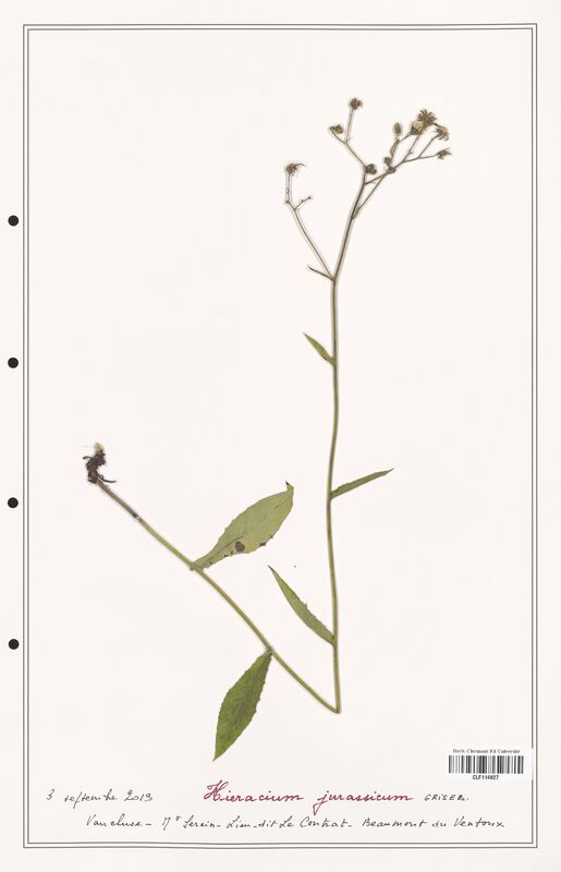 Hieracium jurassicum  (Asteraceae)