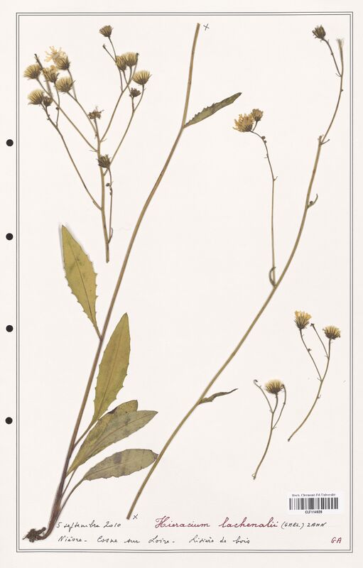 Hieracium lachenalii  (Asteraceae)