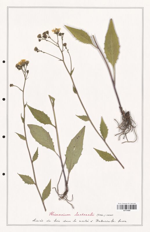 Hieracium lachenalii  (Asteraceae)