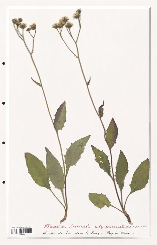 Hieracium lachenalii  (Asteraceae)