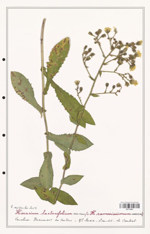 Hieracium lactucifolium  (Asteraceae)