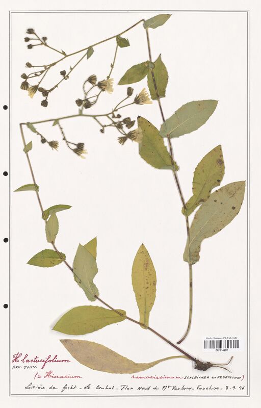 Hieracium lactucifolium  (Asteraceae)