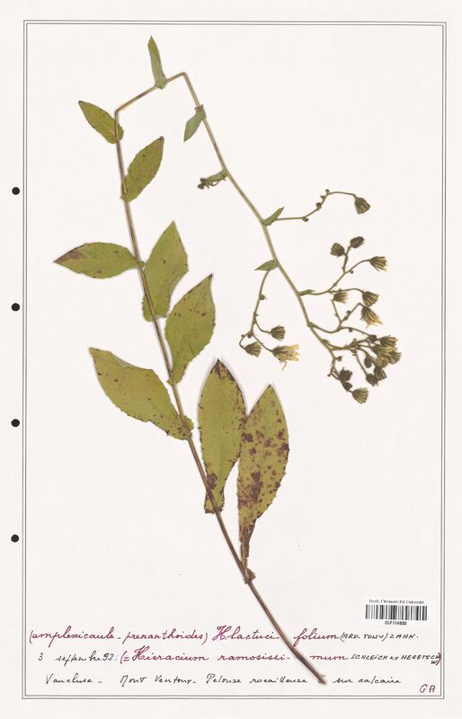 Hieracium lactucifolium  (Asteraceae)