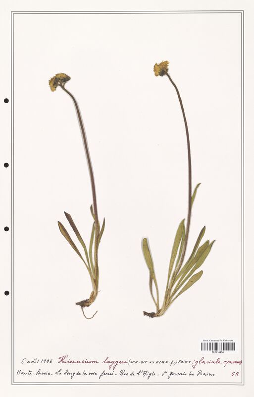 Hieracium laggeri  (Asteraceae)