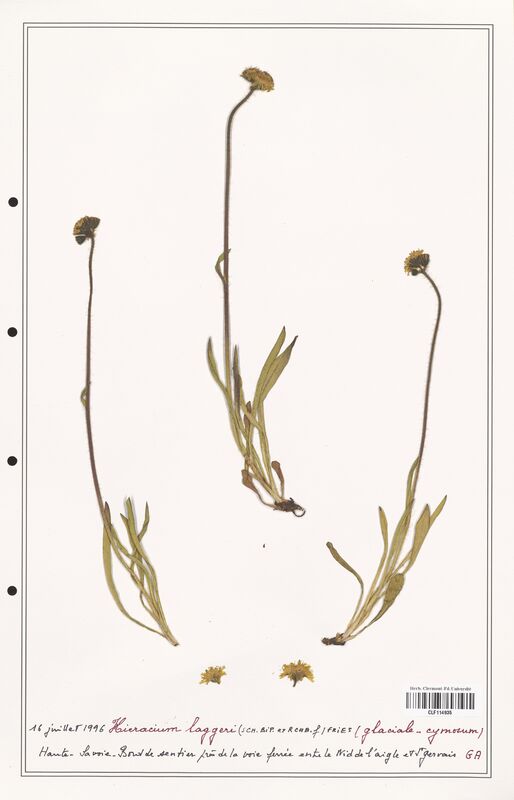 Hieracium laggeri  (Asteraceae)