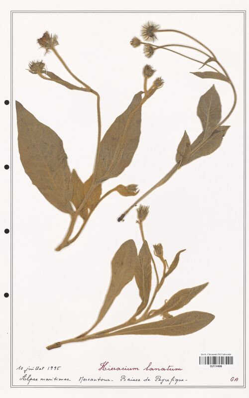 Hieracium lanatum  (Asteraceae)