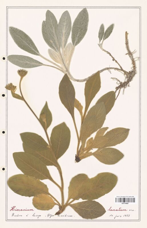 Hieracium lanatum  (Asteraceae)
