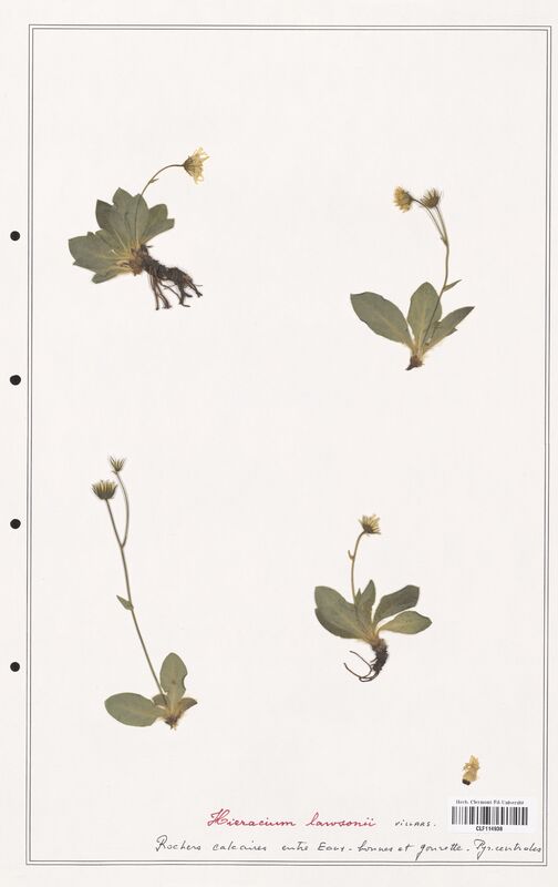 Hieracium lawsonii  (Asteraceae)