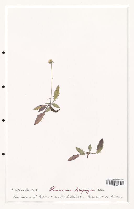 Hieracium leipogon  (Asteraceae)