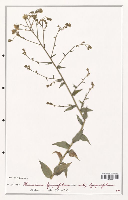 Hieracium lycopsifolium  (Asteraceae)