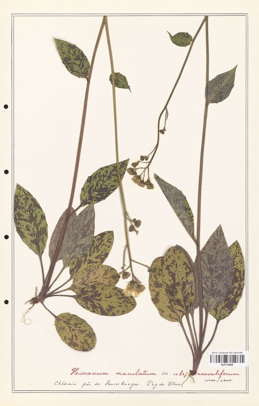 Hieracium maculatum  (Asteraceae)