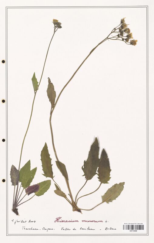 Hieracium murorum  (Asteraceae)