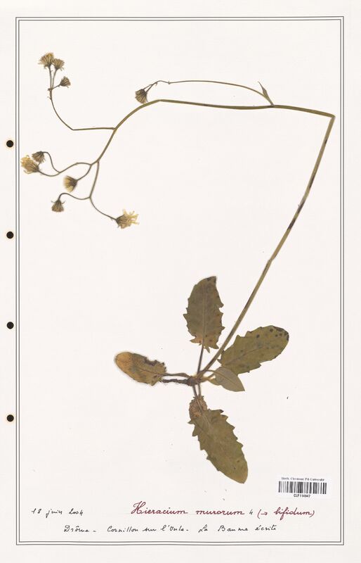 Hieracium murorum  (Asteraceae)