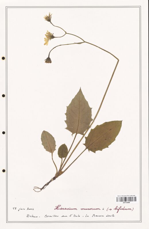 Hieracium murorum  (Asteraceae)