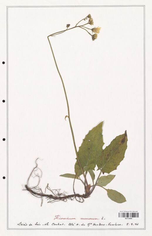 Hieracium murorum  (Asteraceae)