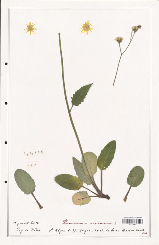Hieracium murorum  (Asteraceae)