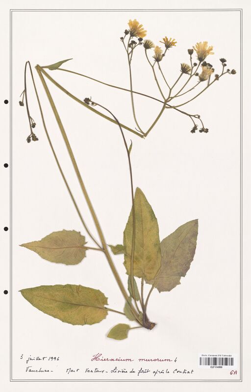 Hieracium murorum  (Asteraceae)