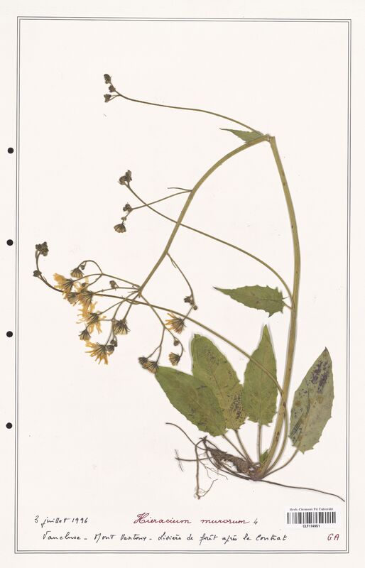 Hieracium murorum  (Asteraceae)