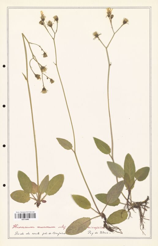 Hieracium murorum  (Asteraceae)