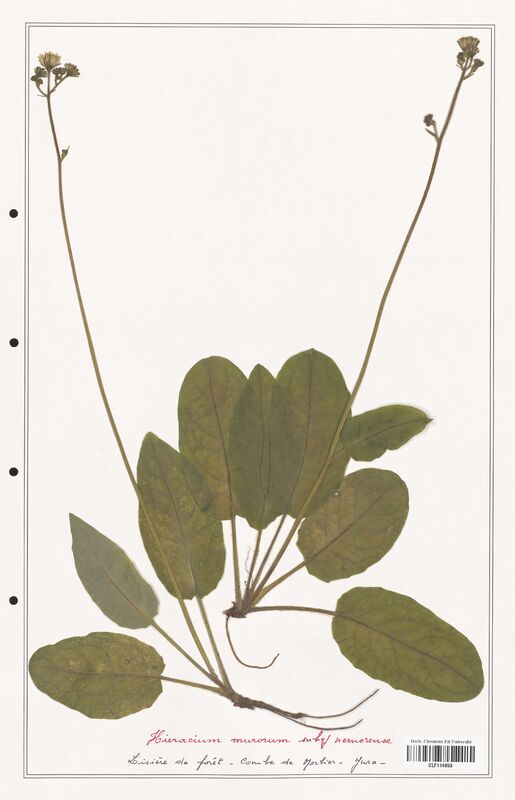 Hieracium murorum  (Asteraceae)