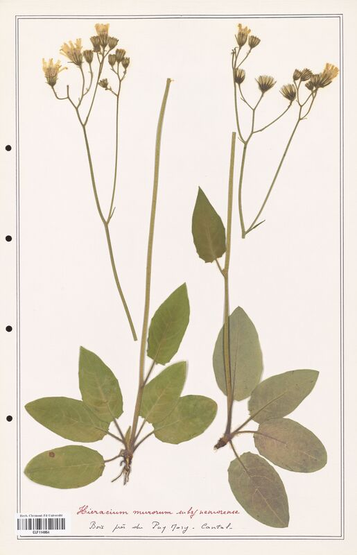 Hieracium murorum  (Asteraceae)