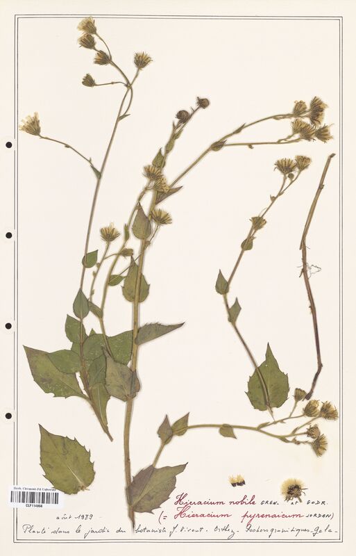 Hieracium nobile  (Asteraceae)