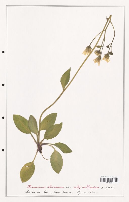 Hieracium olivaceum  (Asteraceae)