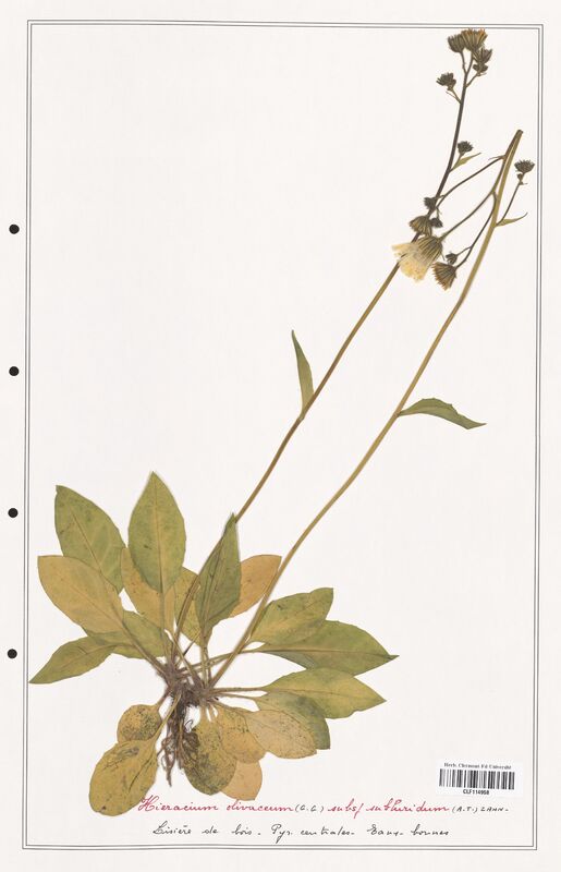 Hieracium olivaceum  (Asteraceae)