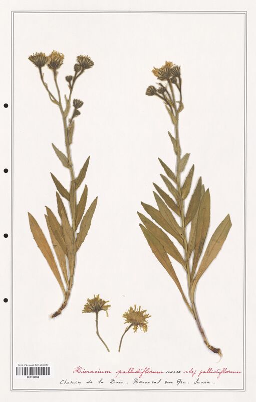 Hieracium pallidiflorum  (Asteraceae)