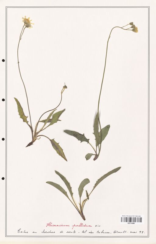 Hieracium pallidum  (Asteraceae)