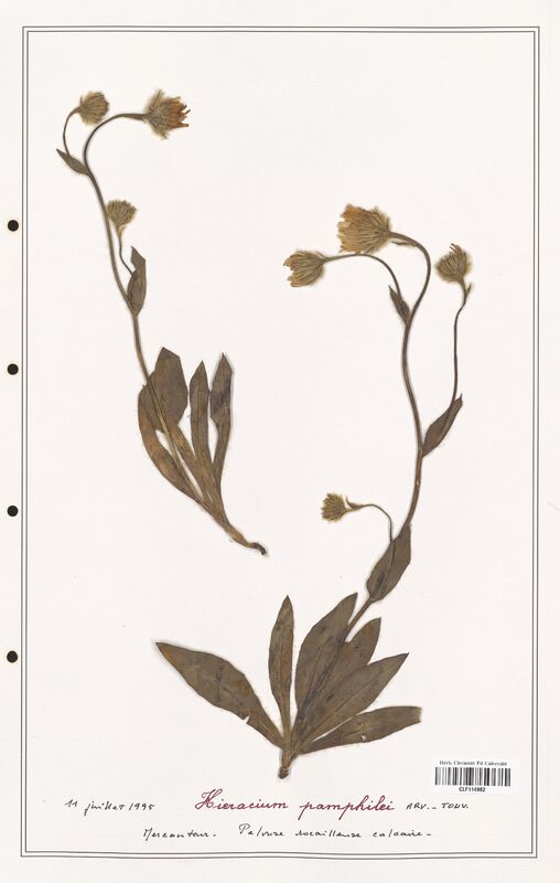 Hieracium pamphilei  (Asteraceae)