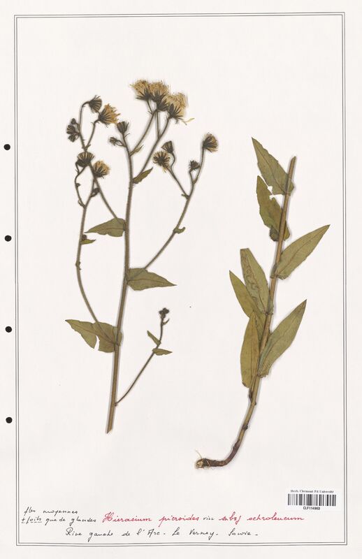 Hieracium picroides  (Asteraceae)