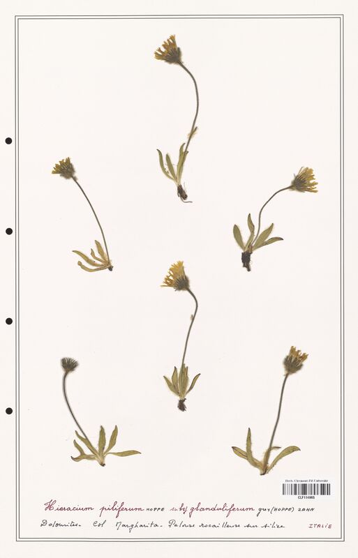 Hieracium piliferum  (Asteraceae)