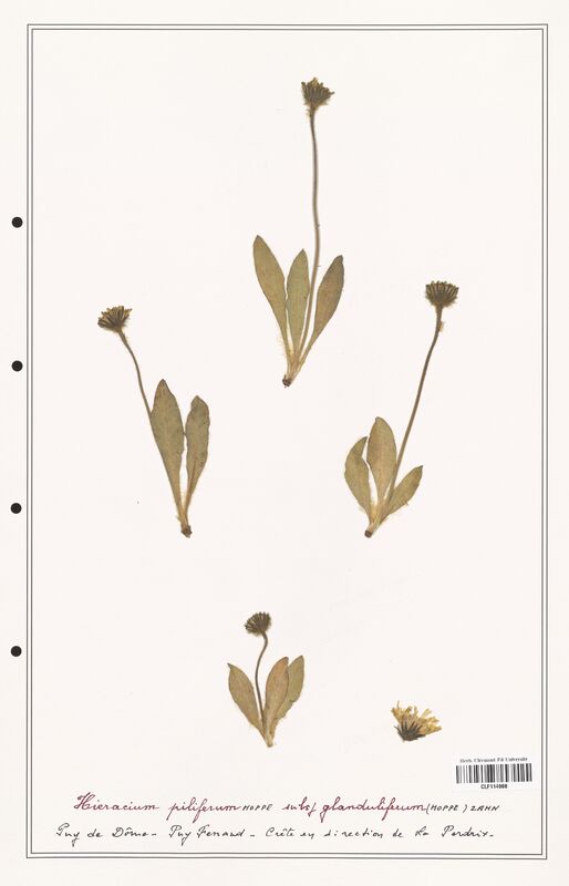 Hieracium piliferum  (Asteraceae)