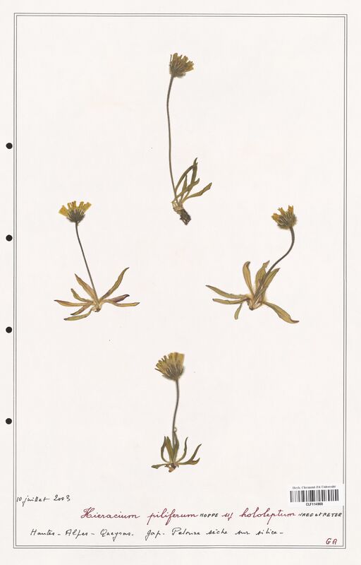 Hieracium piliferum  (Asteraceae)