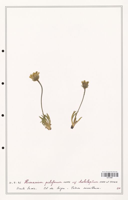 Hieracium piliferum  (Asteraceae)