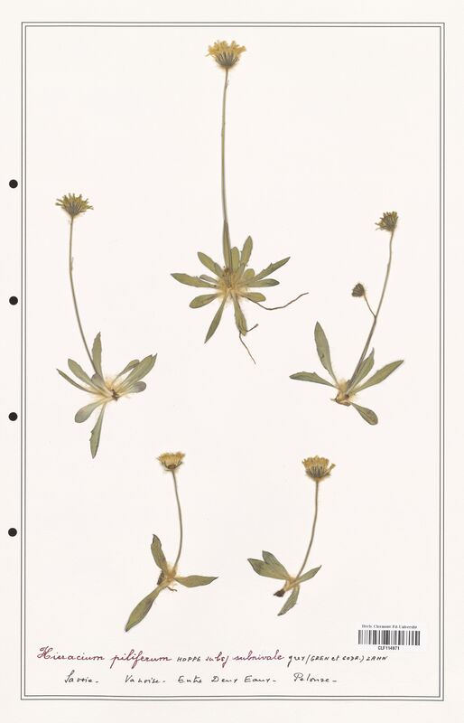 Hieracium piliferum  (Asteraceae)