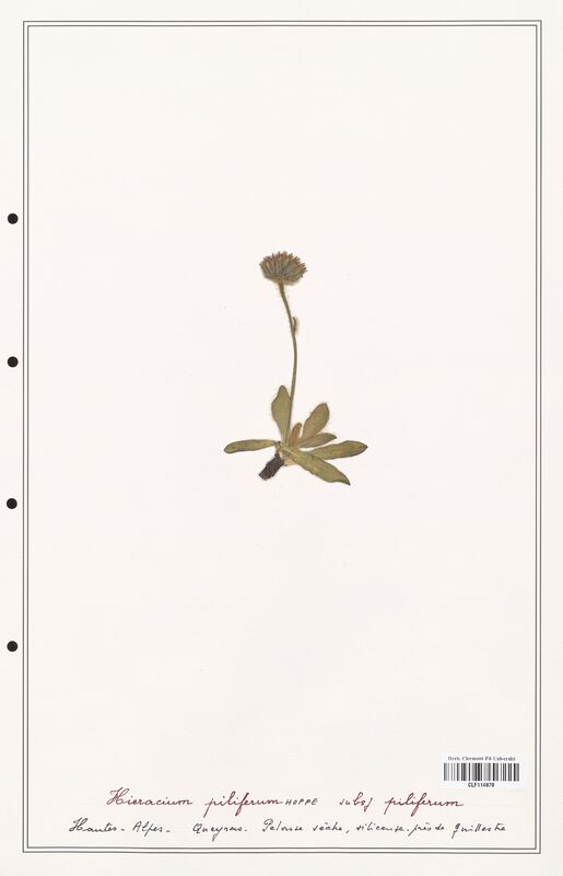 Hieracium piliferum  (Asteraceae)