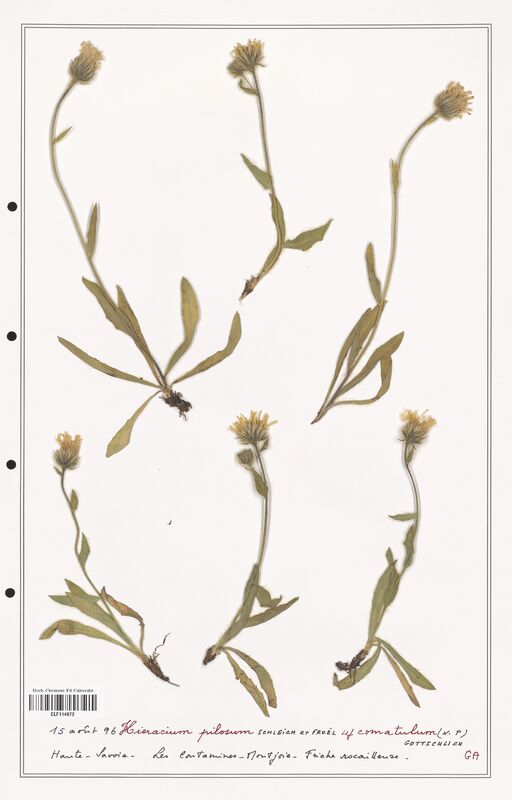 Hieracium pilosum  (Asteraceae)